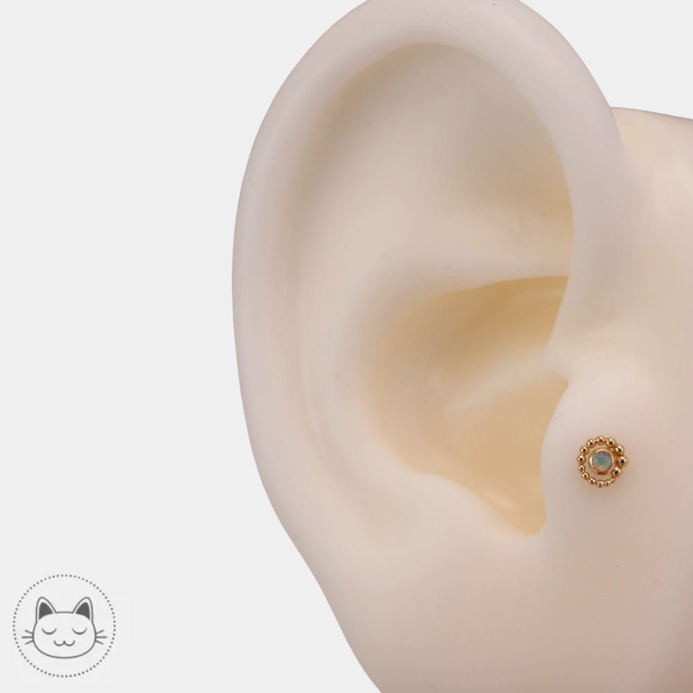Piercing BVLA Tiny Beaded Swirl pour medusa et nostril